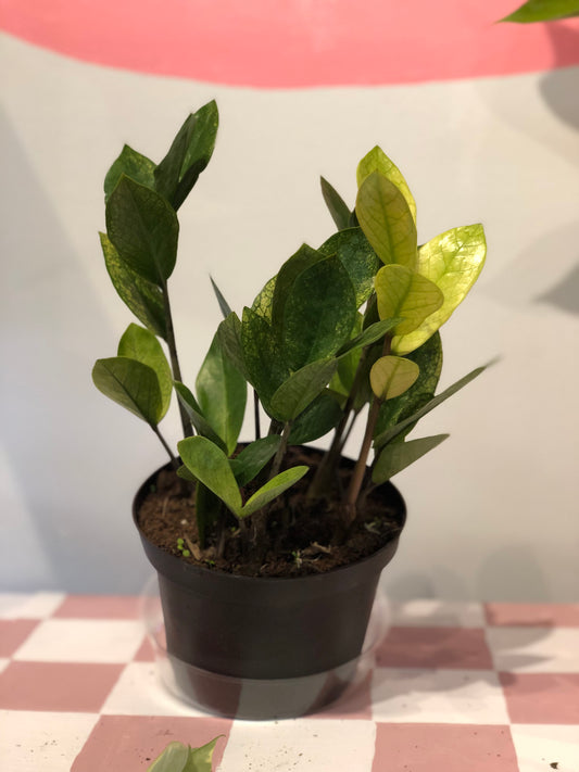 Chameleon ZZ plant