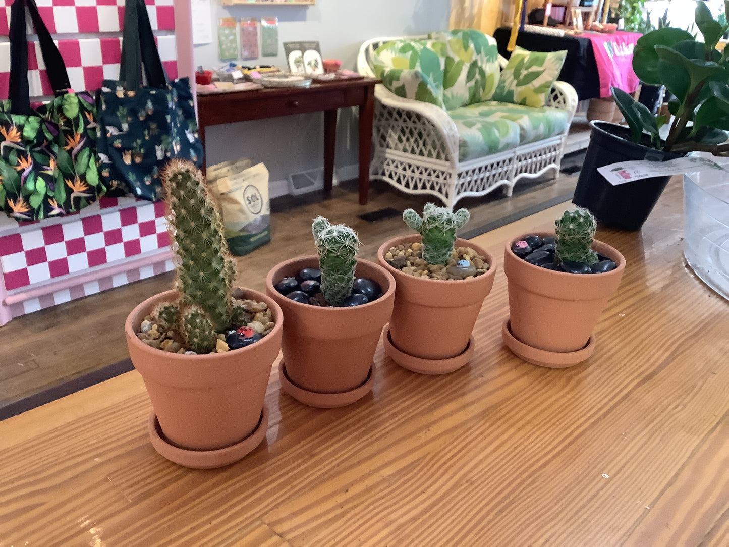 Small cactus planter
