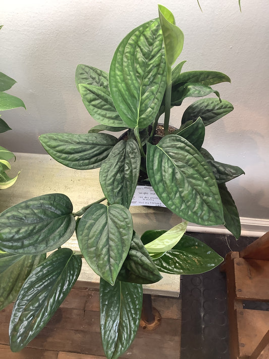 Monstera Peru