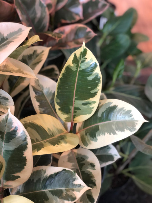 Tineke ficus Elastica