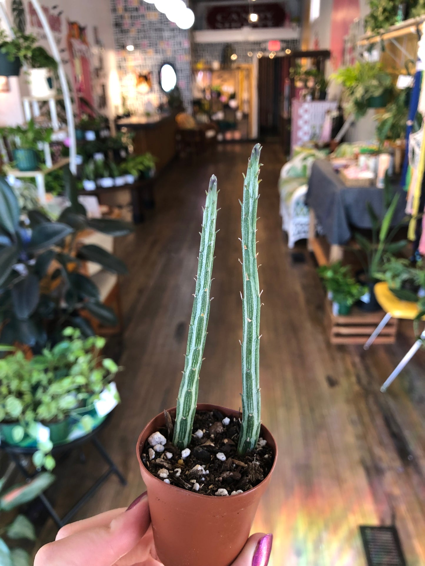 Pickle plant succulent