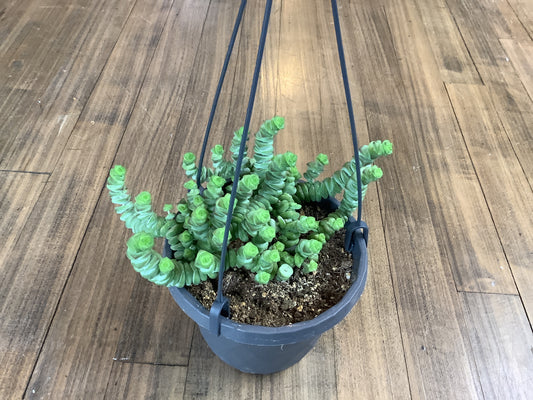 Crassula string of buttons