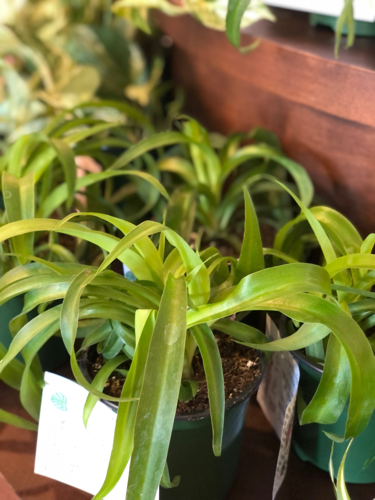 Green curly spider plant