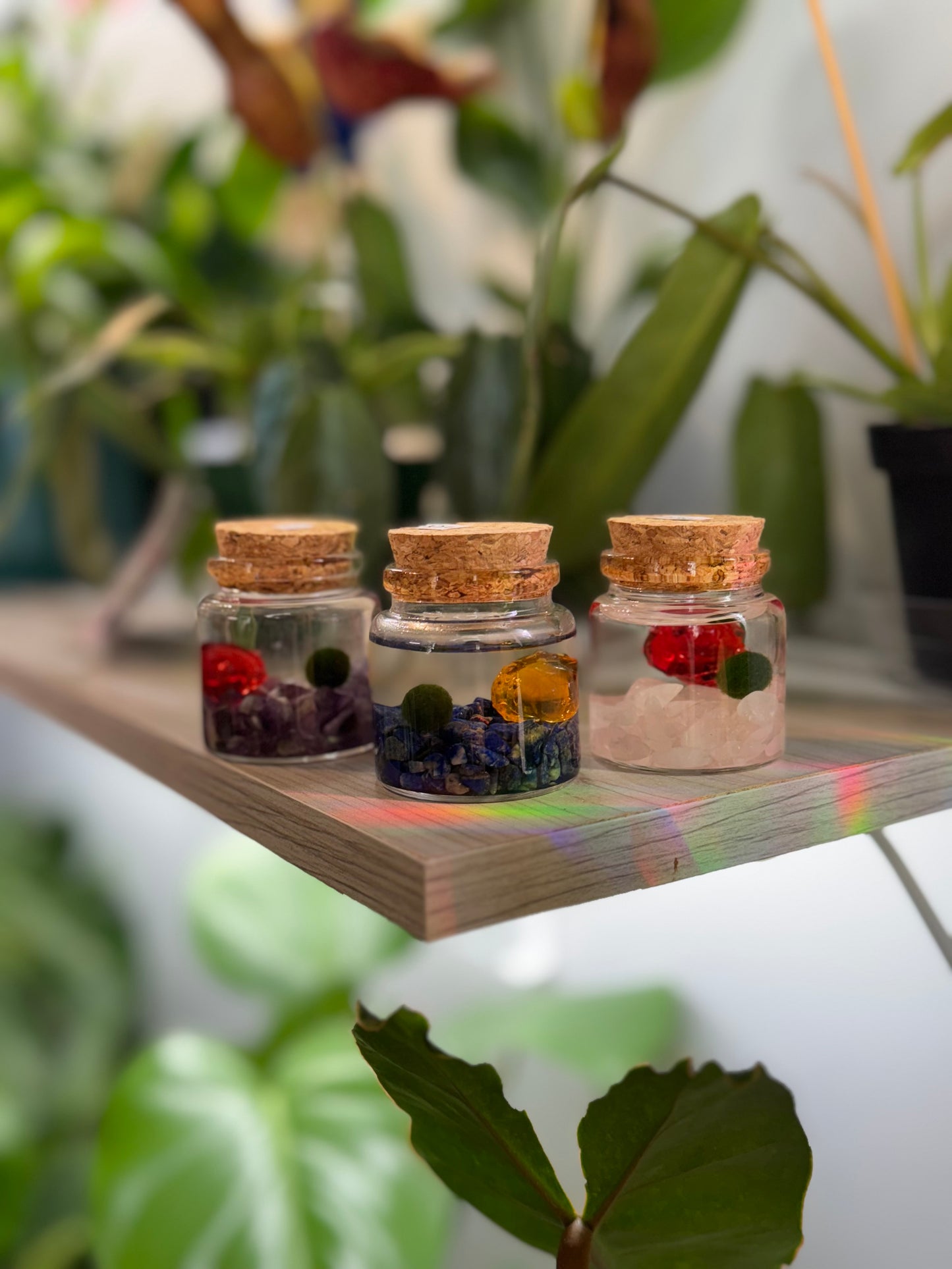 Moss ball ‘Rico’ (multiple options)