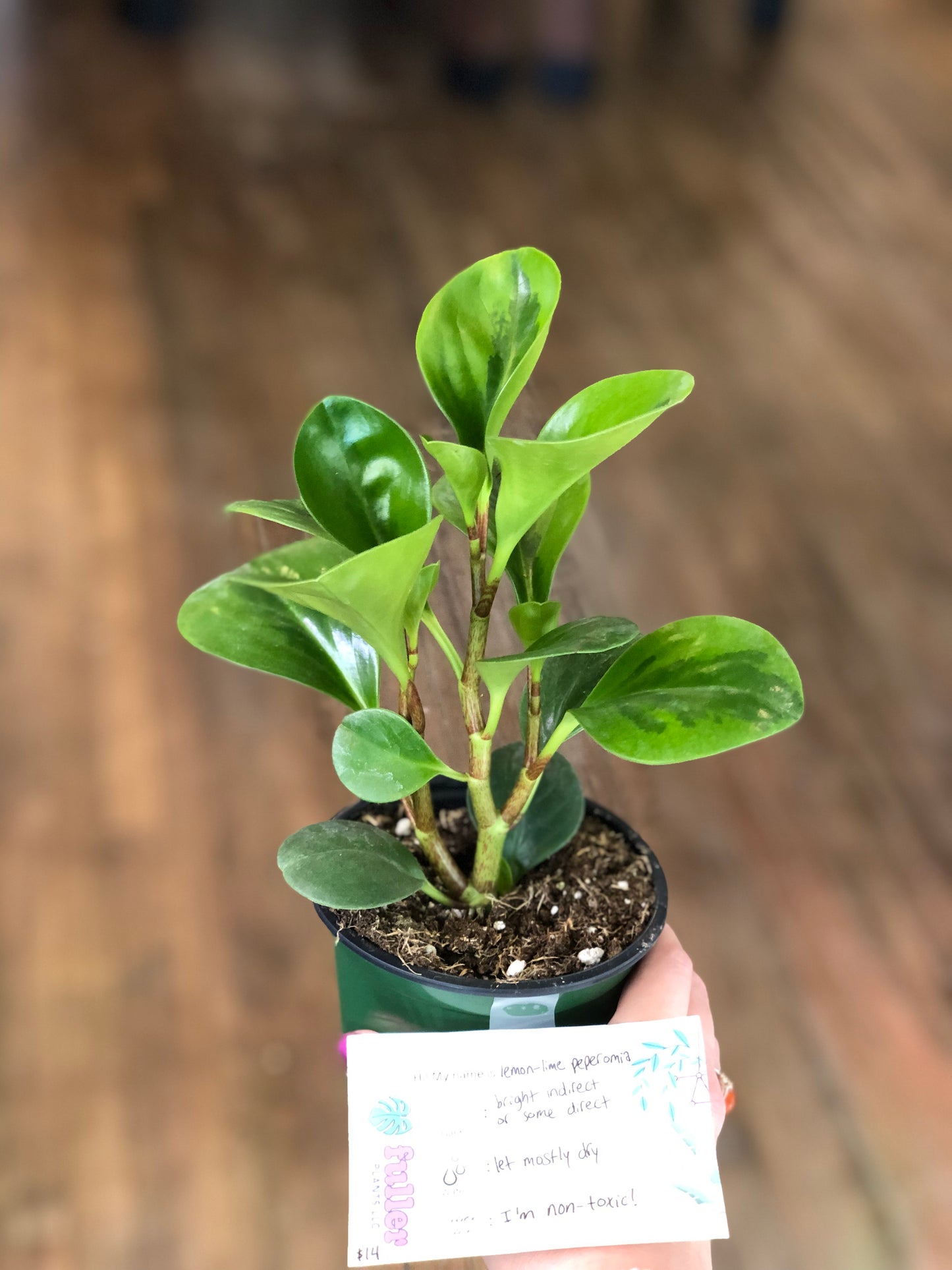 Lemon lime peperomia obtusifolia