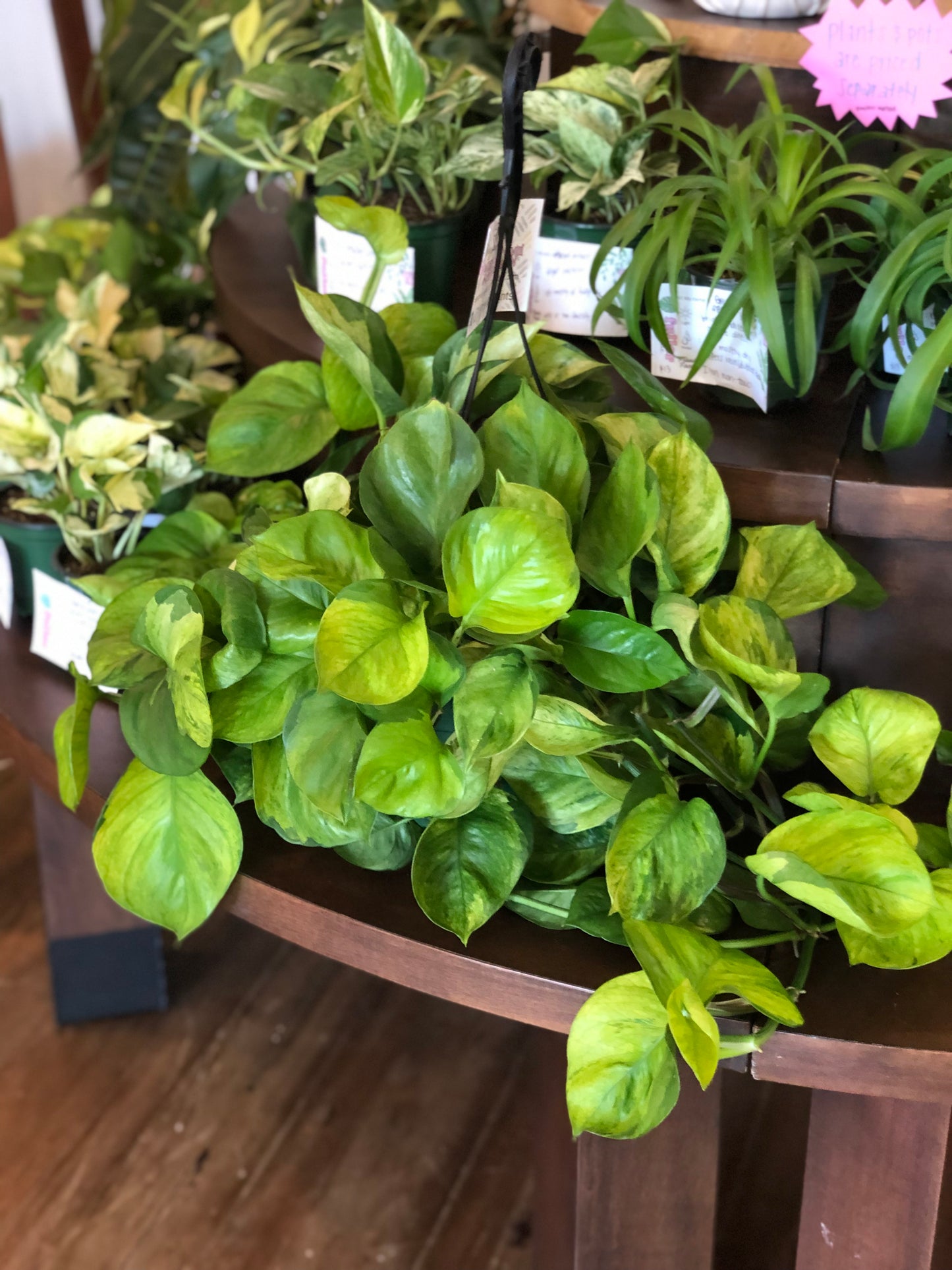 Guacamole pothos