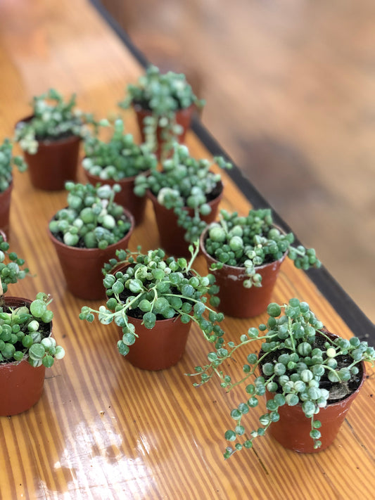 Variegated string of pearls