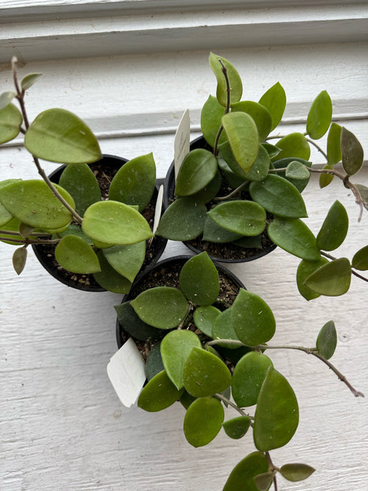 Hoya Chouke