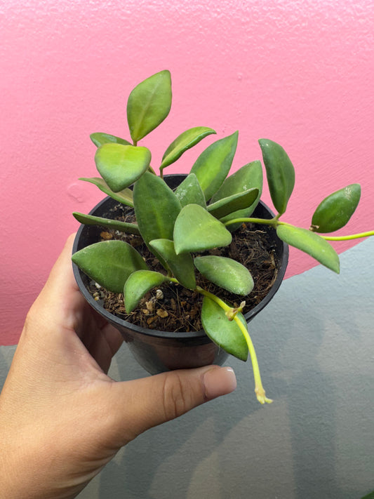 Hoya ‘DS-70’