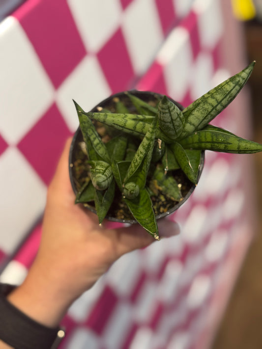 Bonji snake plant