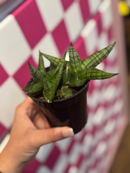 Bonji snake plant