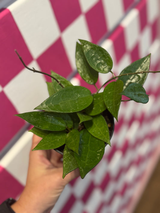 Hoya parasitica ‘black margin’