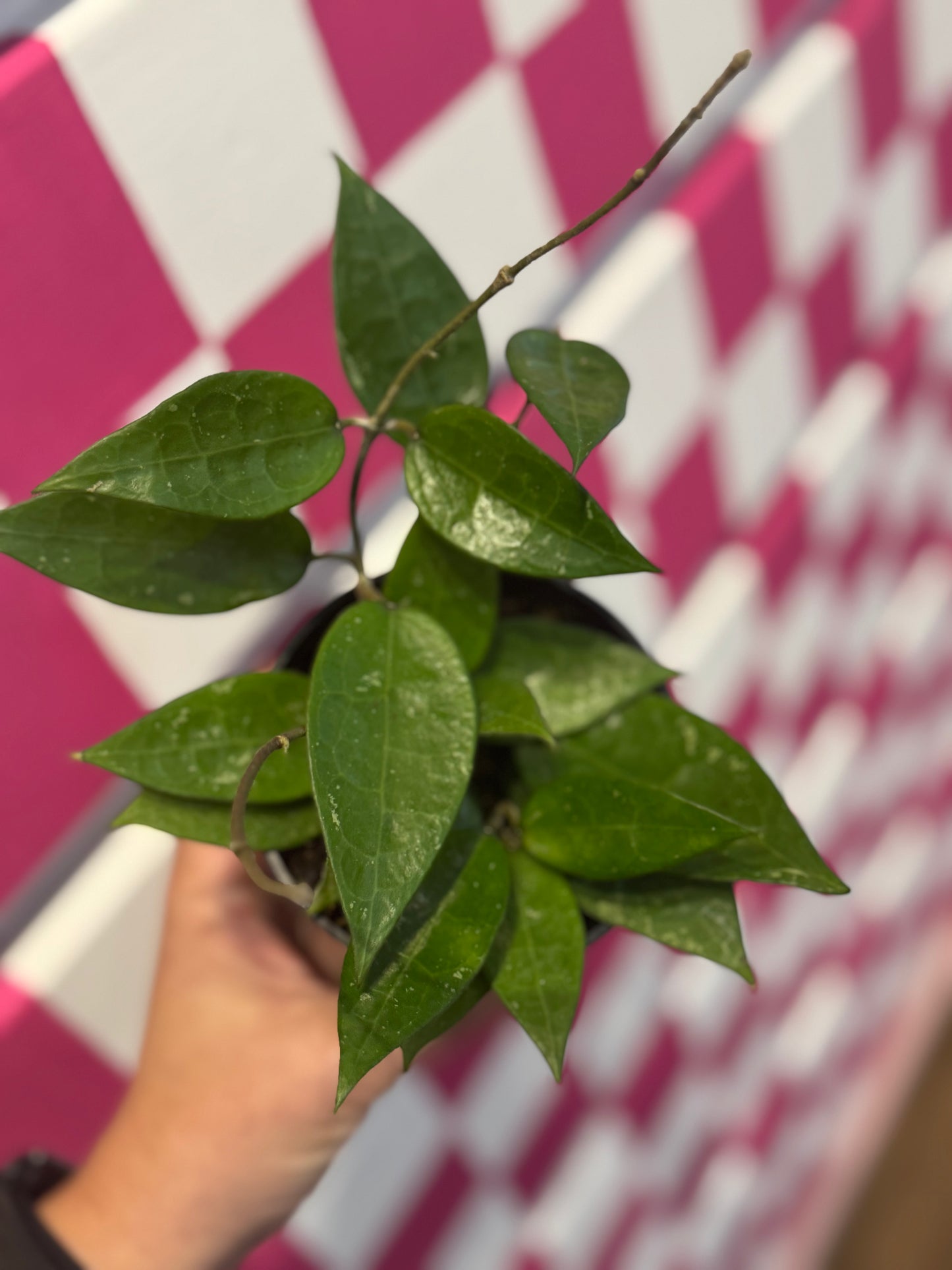 Hoya parasitica ‘black margin’