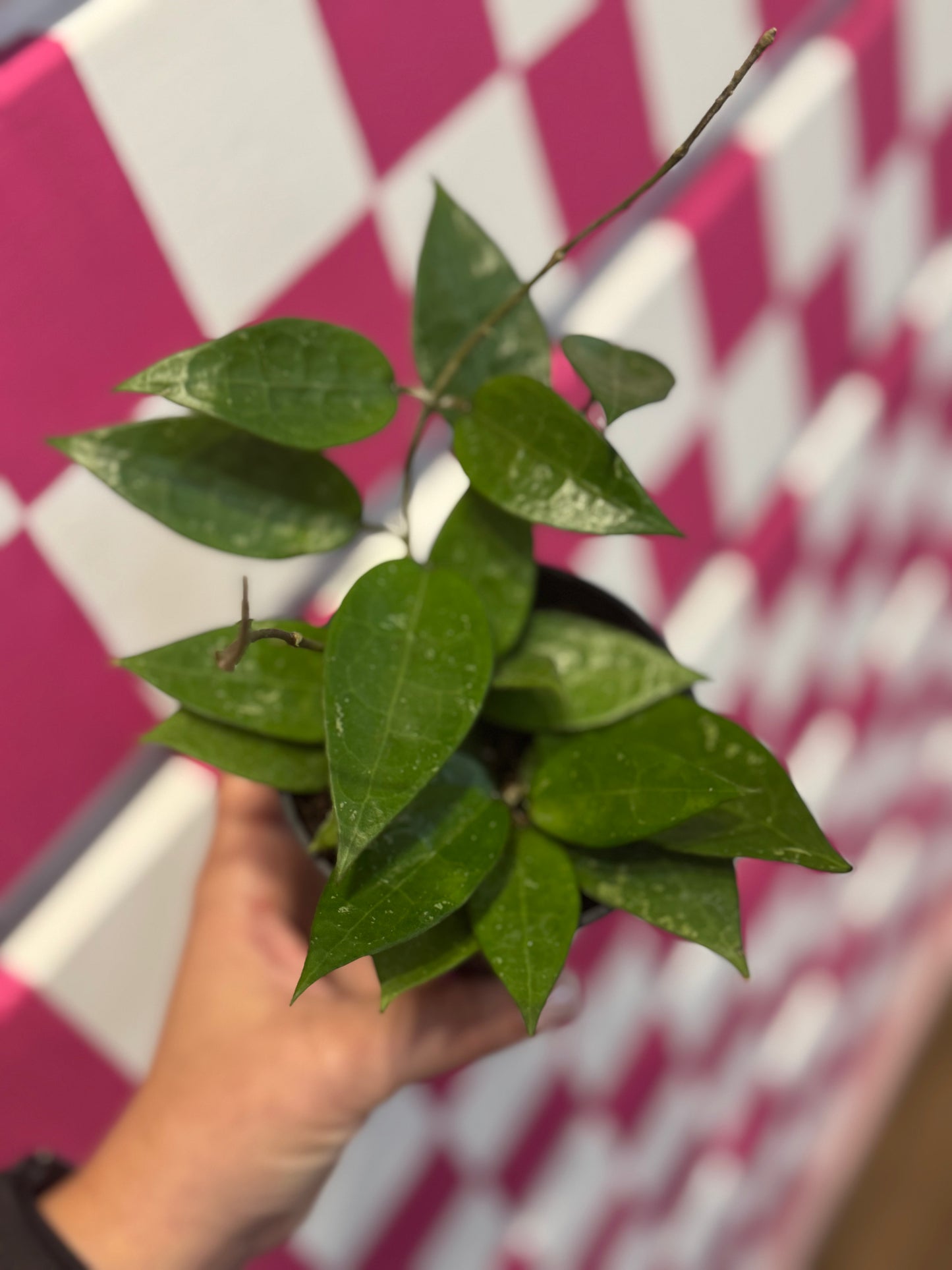 Hoya parasitica ‘black margin’