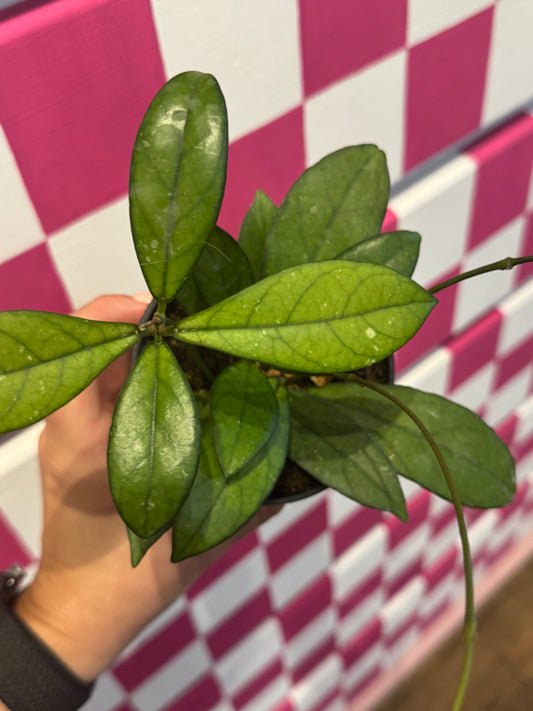 Hoya crassiopetiolata
