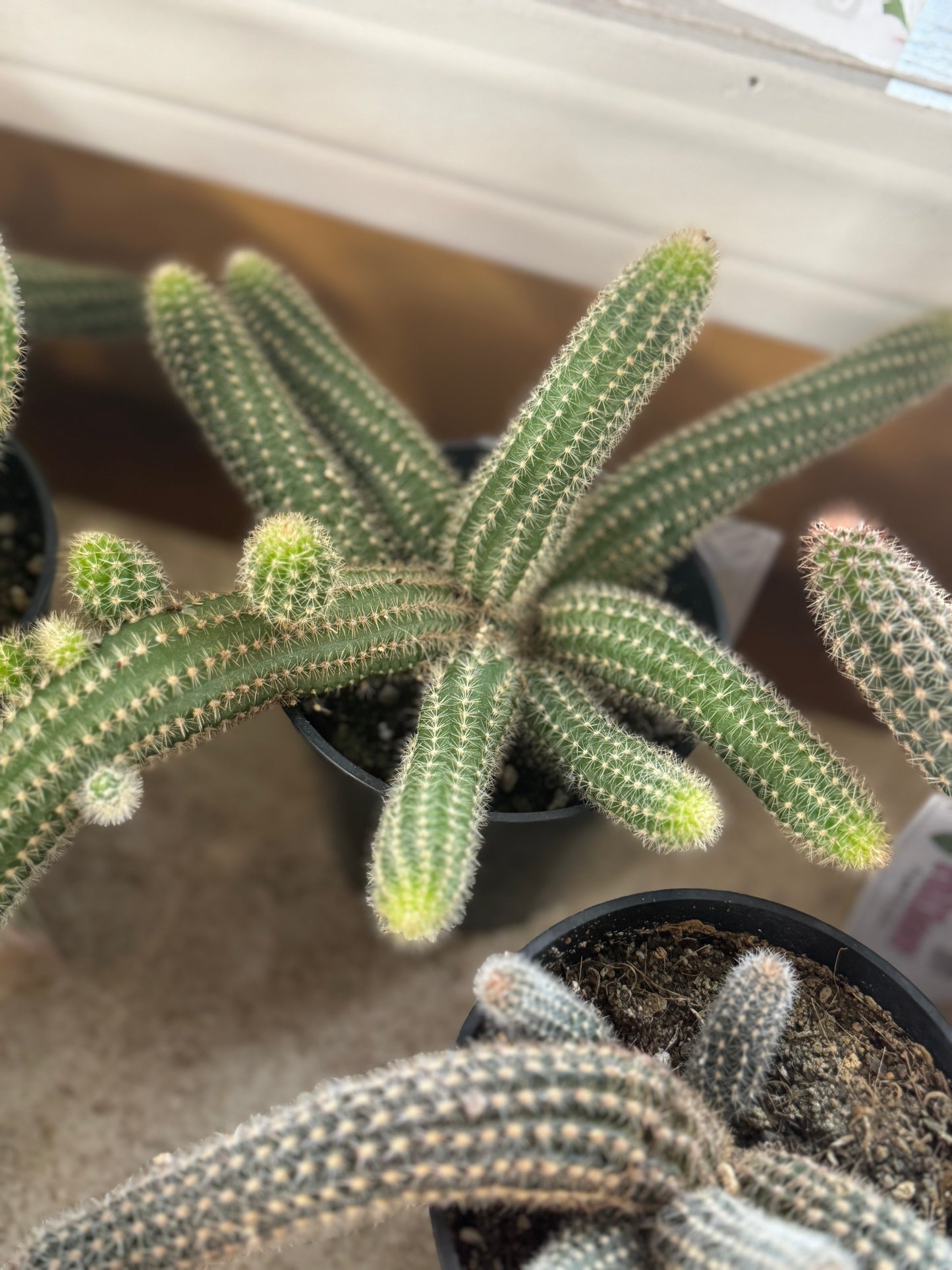 Assorted peanut cactus