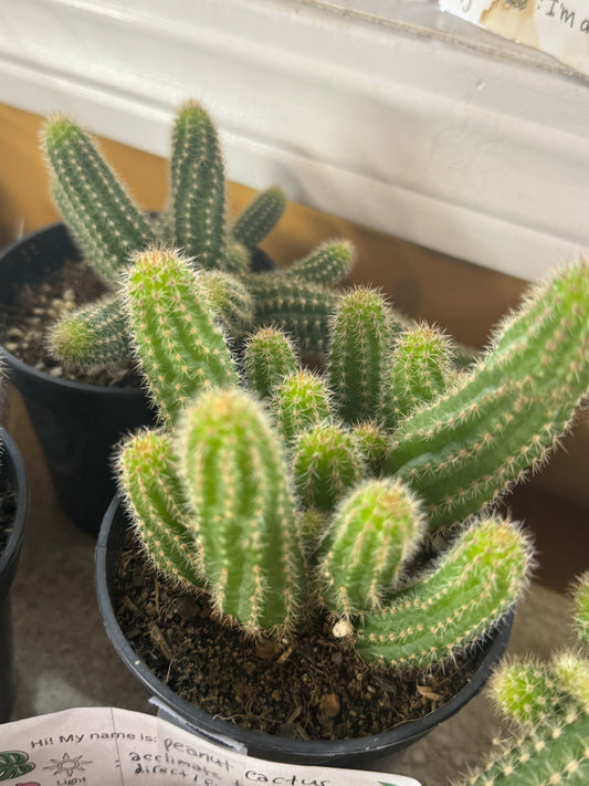 Assorted peanut cactus