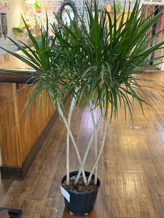 Braided Dracaena