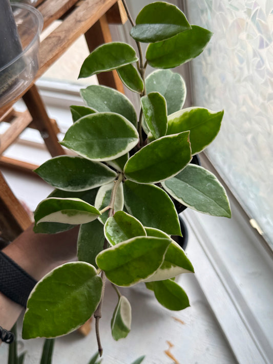 Hoya krimson queen