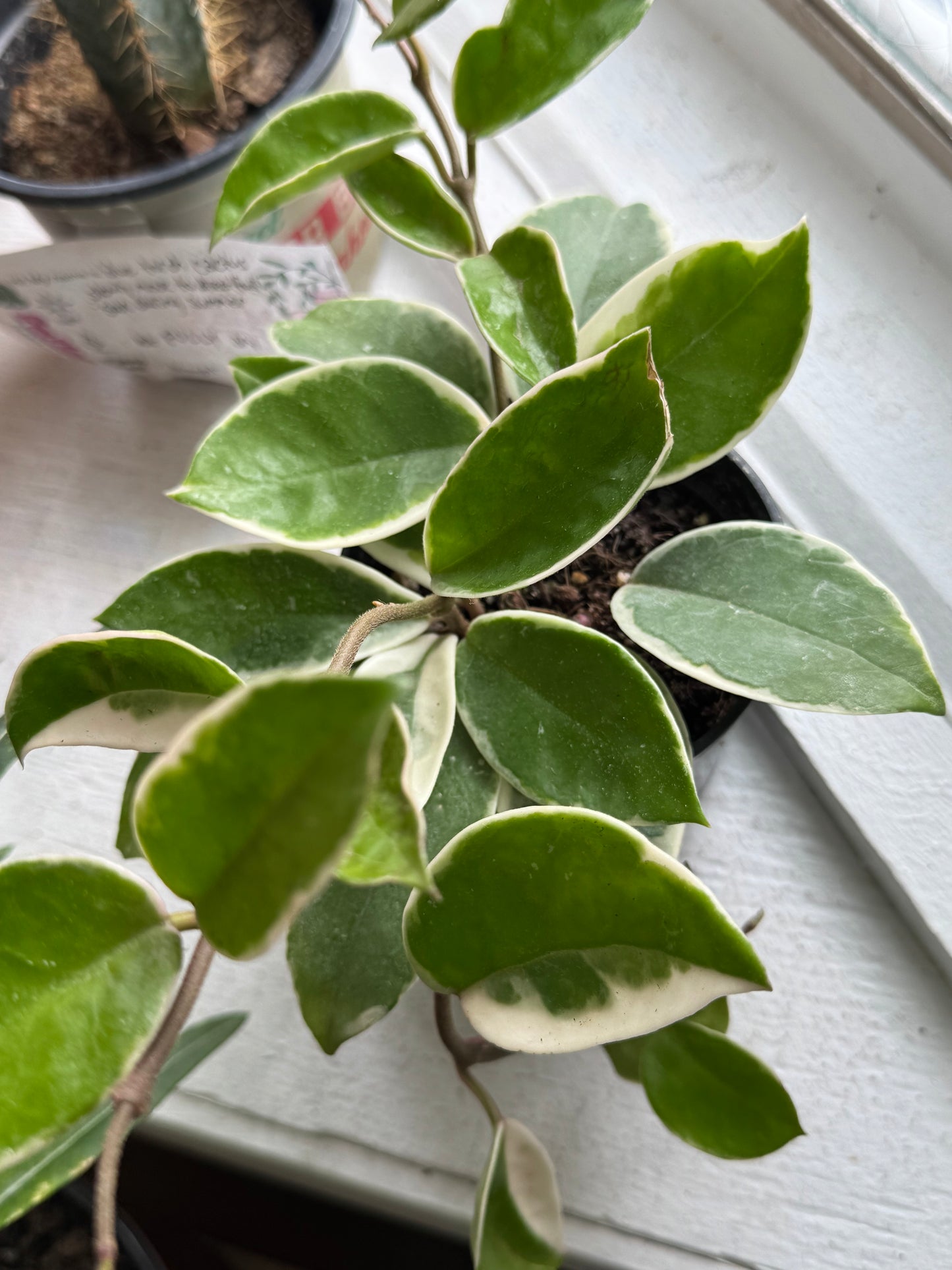 Hoya krimson queen