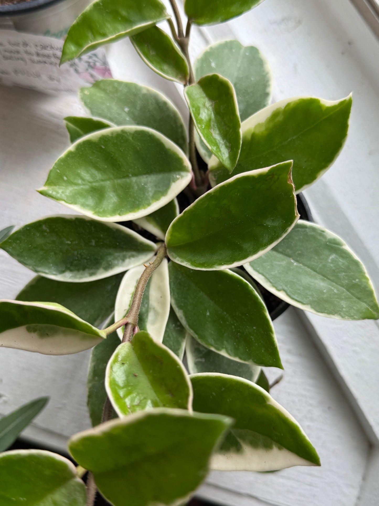 Hoya krimson queen