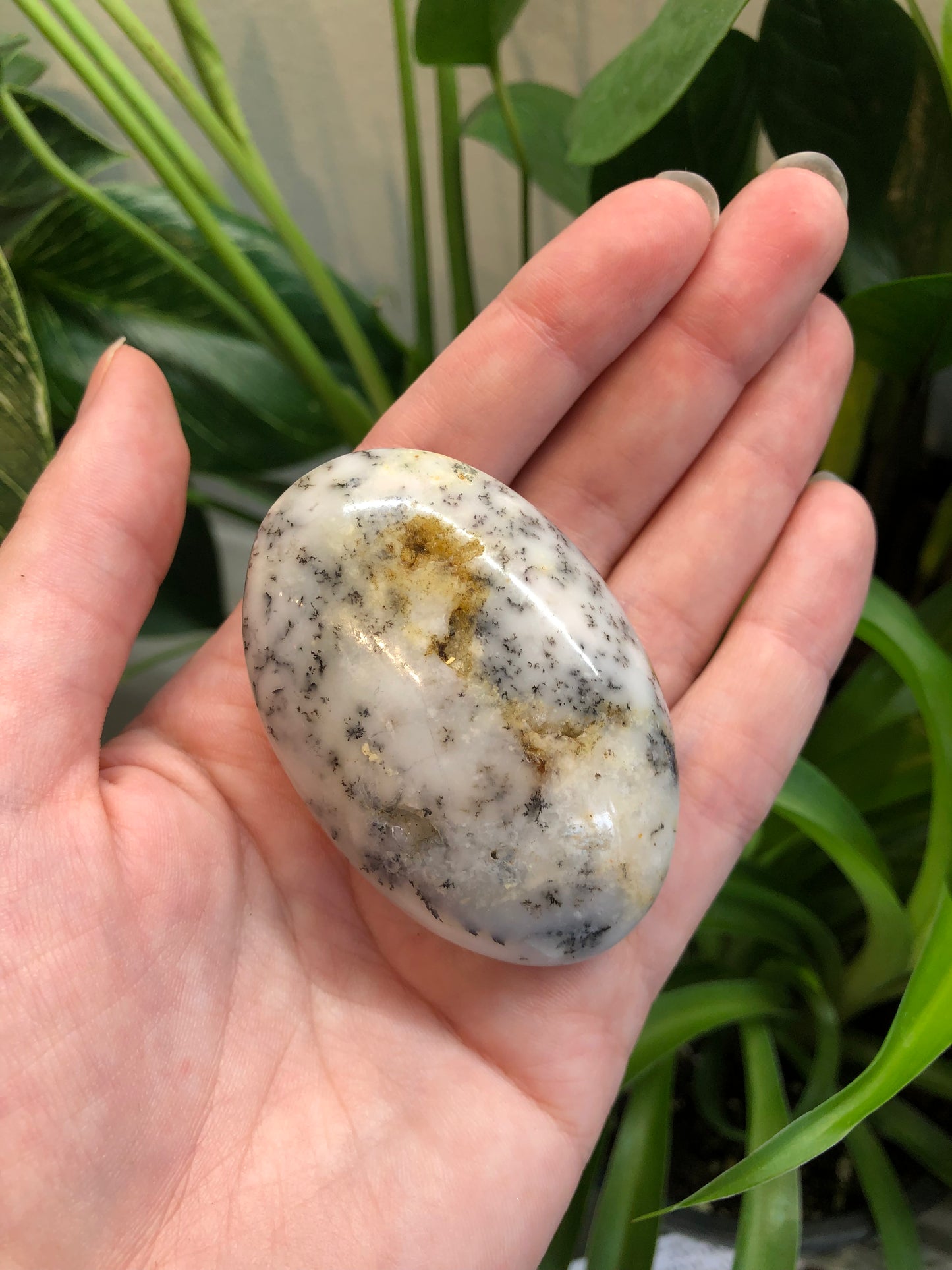 Tree Agate Stone