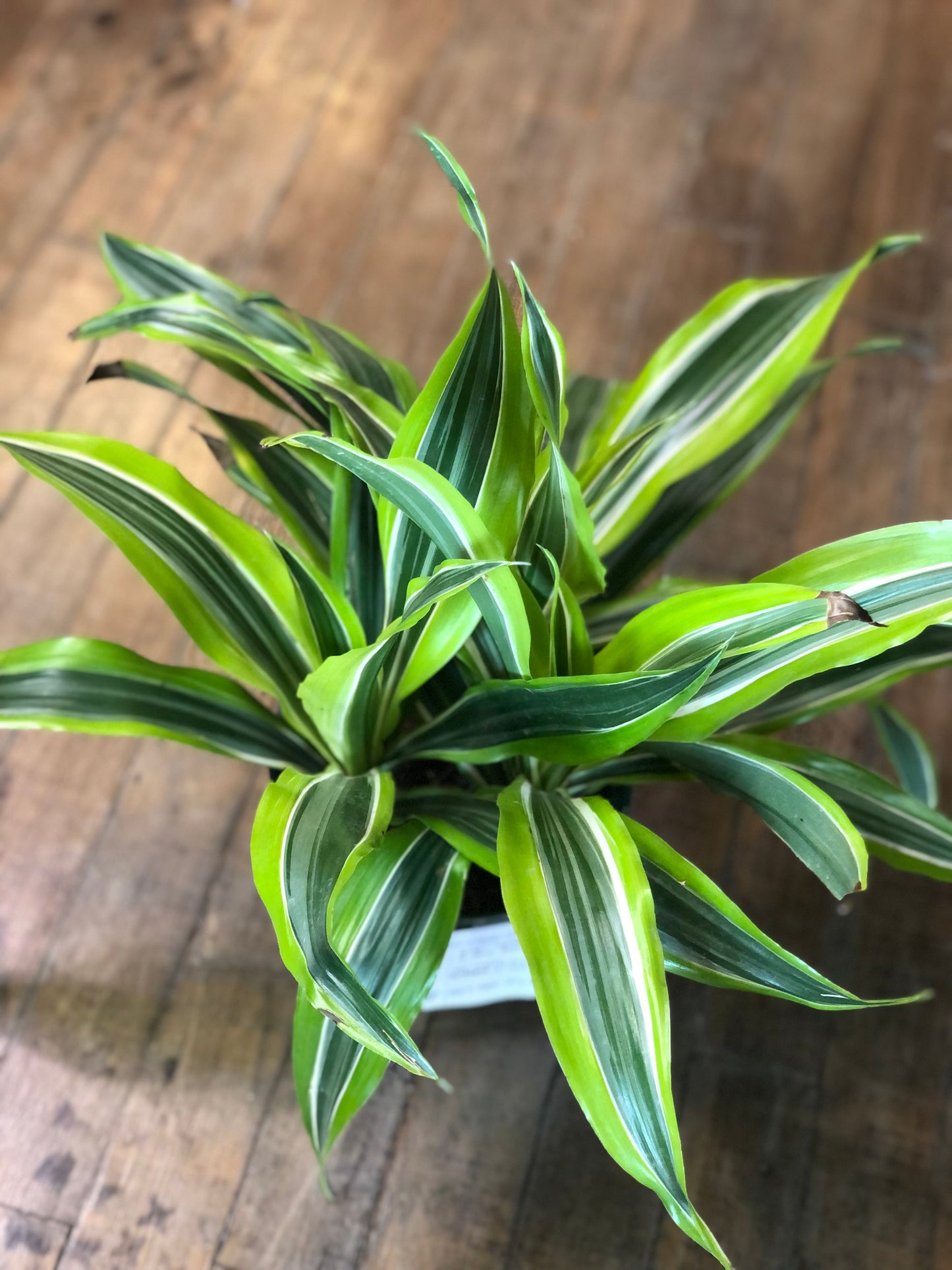Lemon lime Dracaena