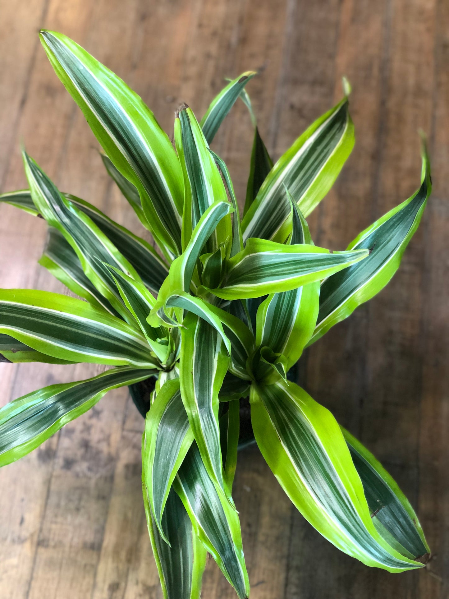 Lemon lime Dracaena