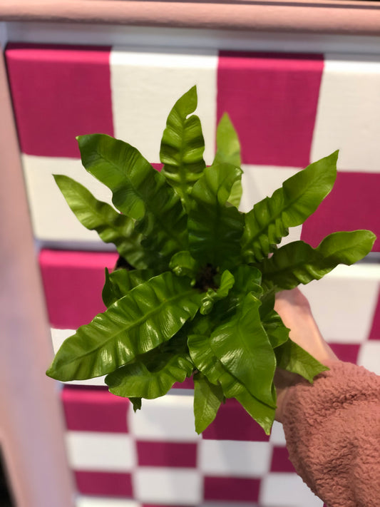 Crispy wave fern