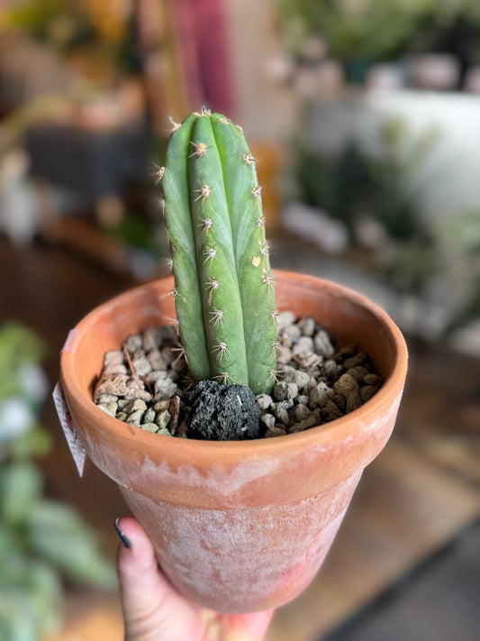 Cactus - Unknown Species