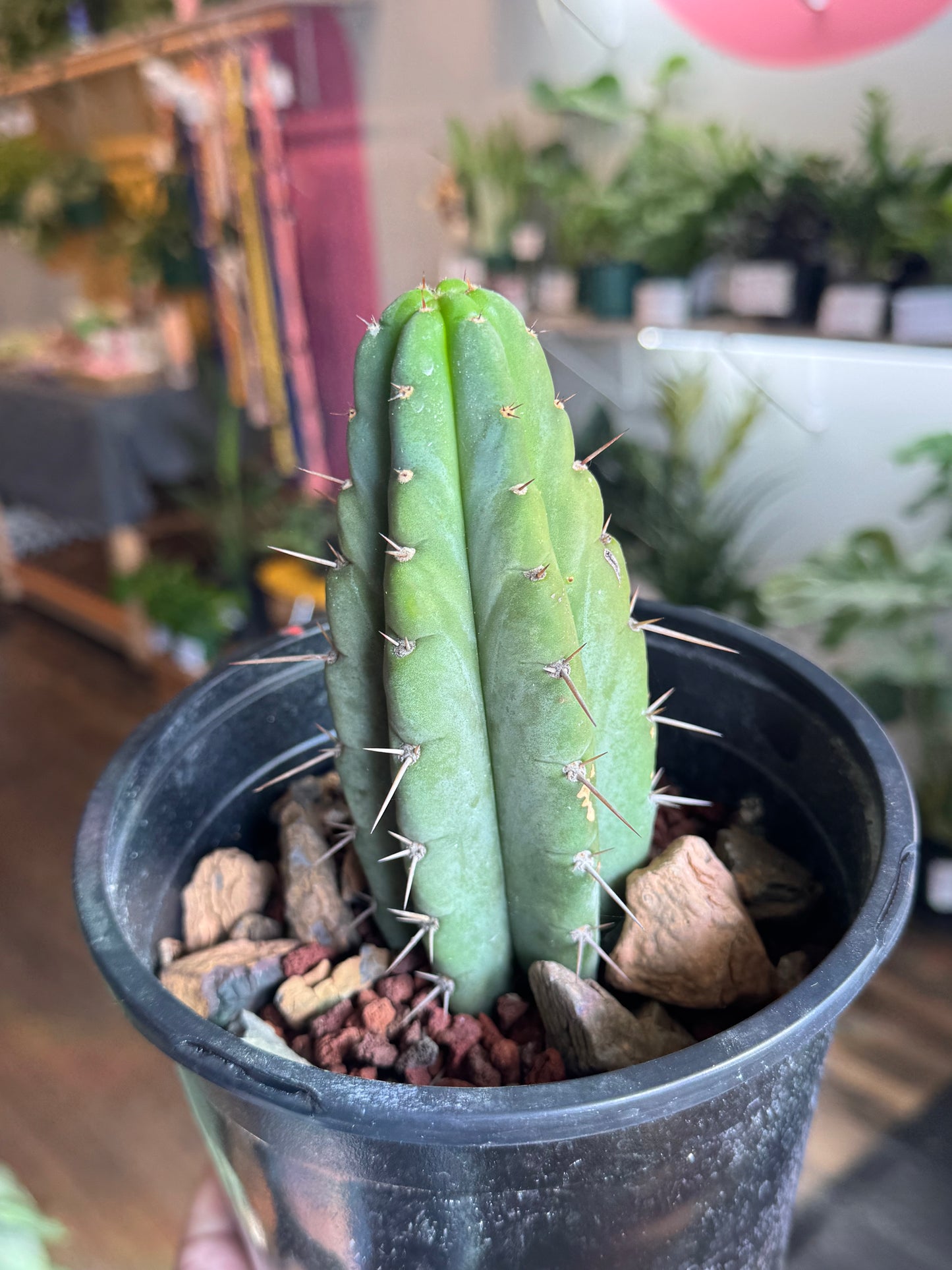 Cactus - Unknown Species