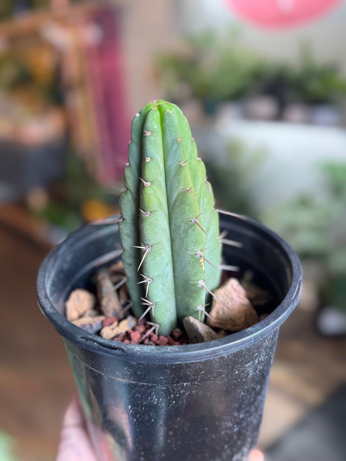 Cactus - Unknown Species