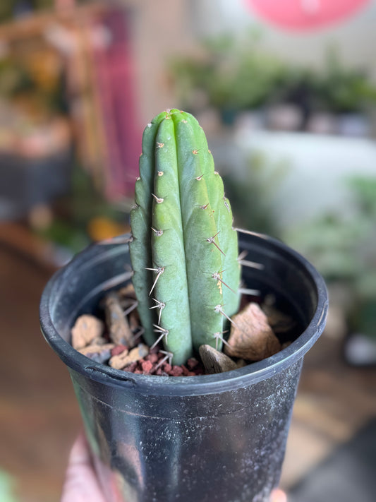 Cactus - Unknown Species