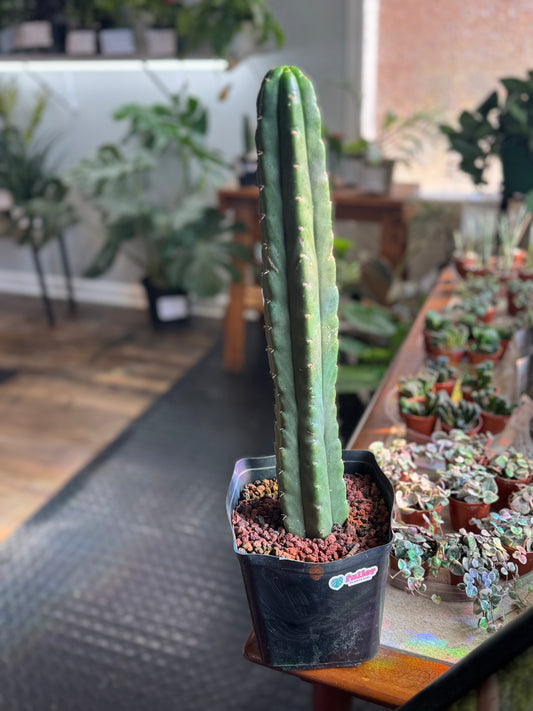 Cactus - Unknown Species