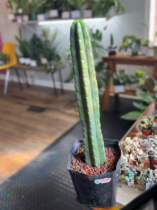 Cactus - Unknown Species