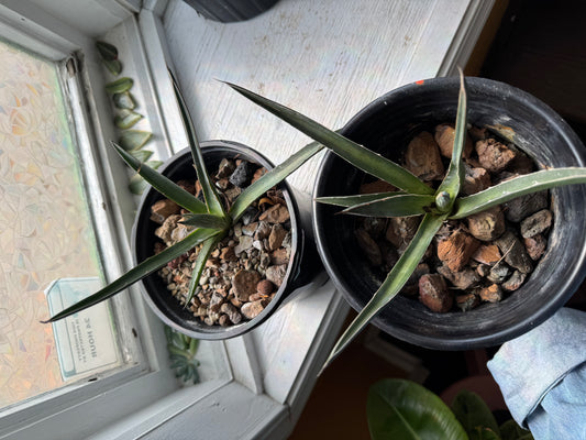 Agave - Unknown Species