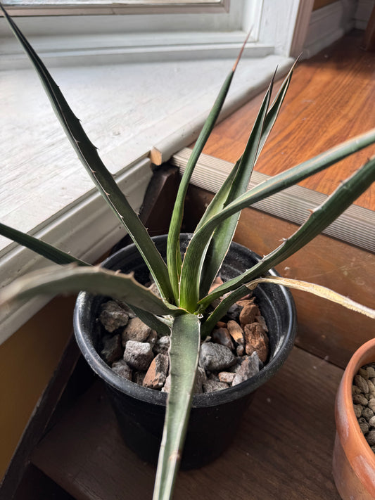 Agave - Unknown Species