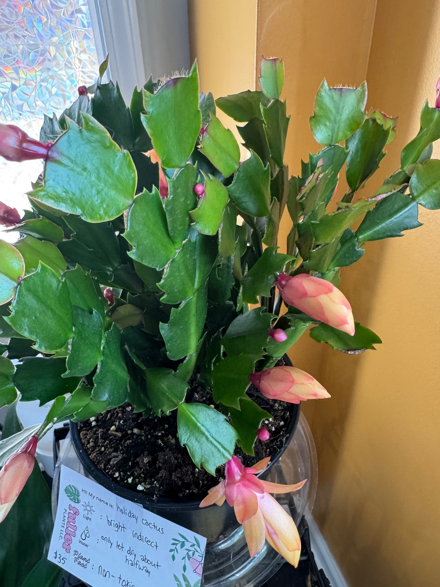 Holiday Cactus
