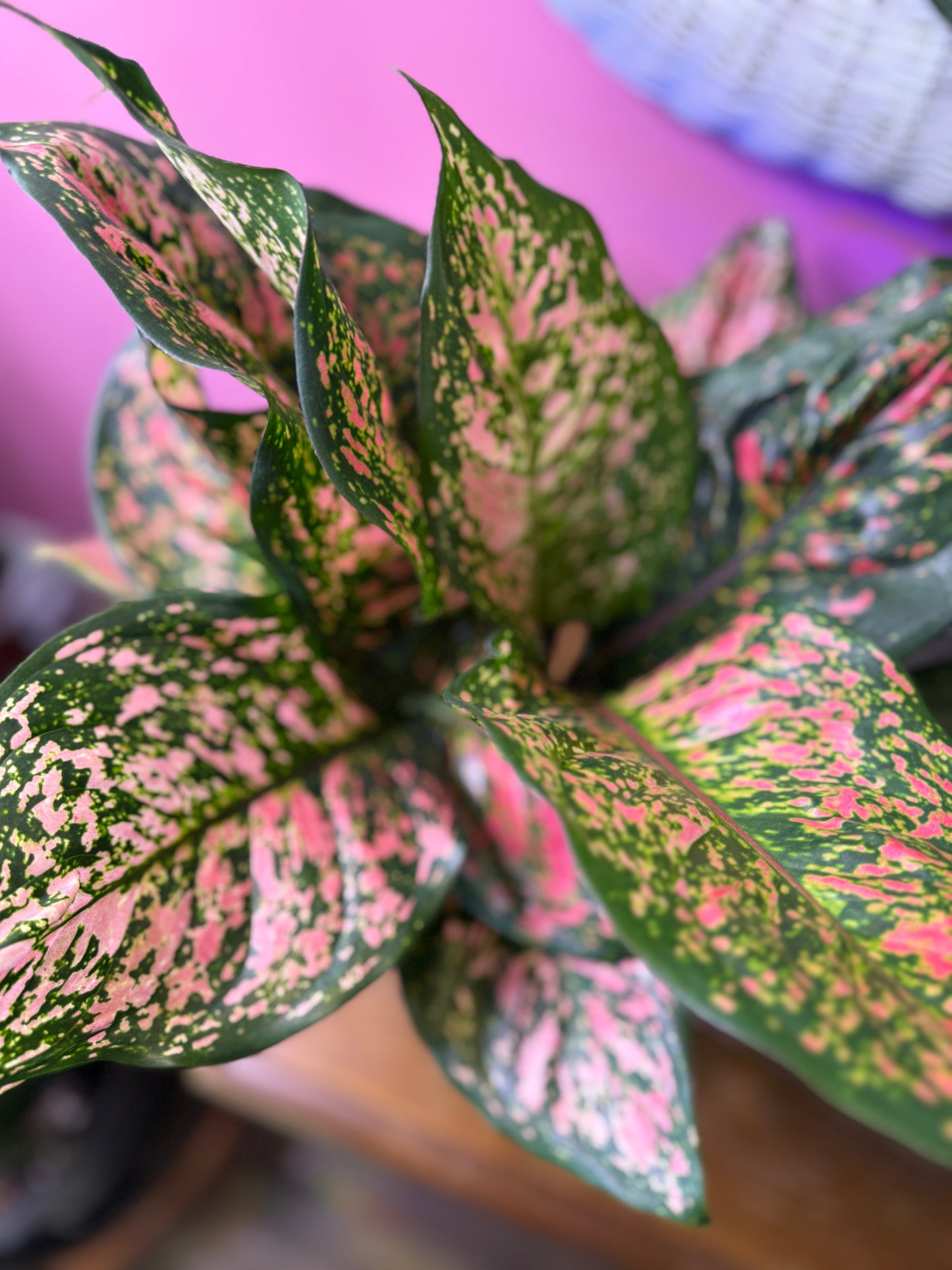 Ruby Ray Aglaonema