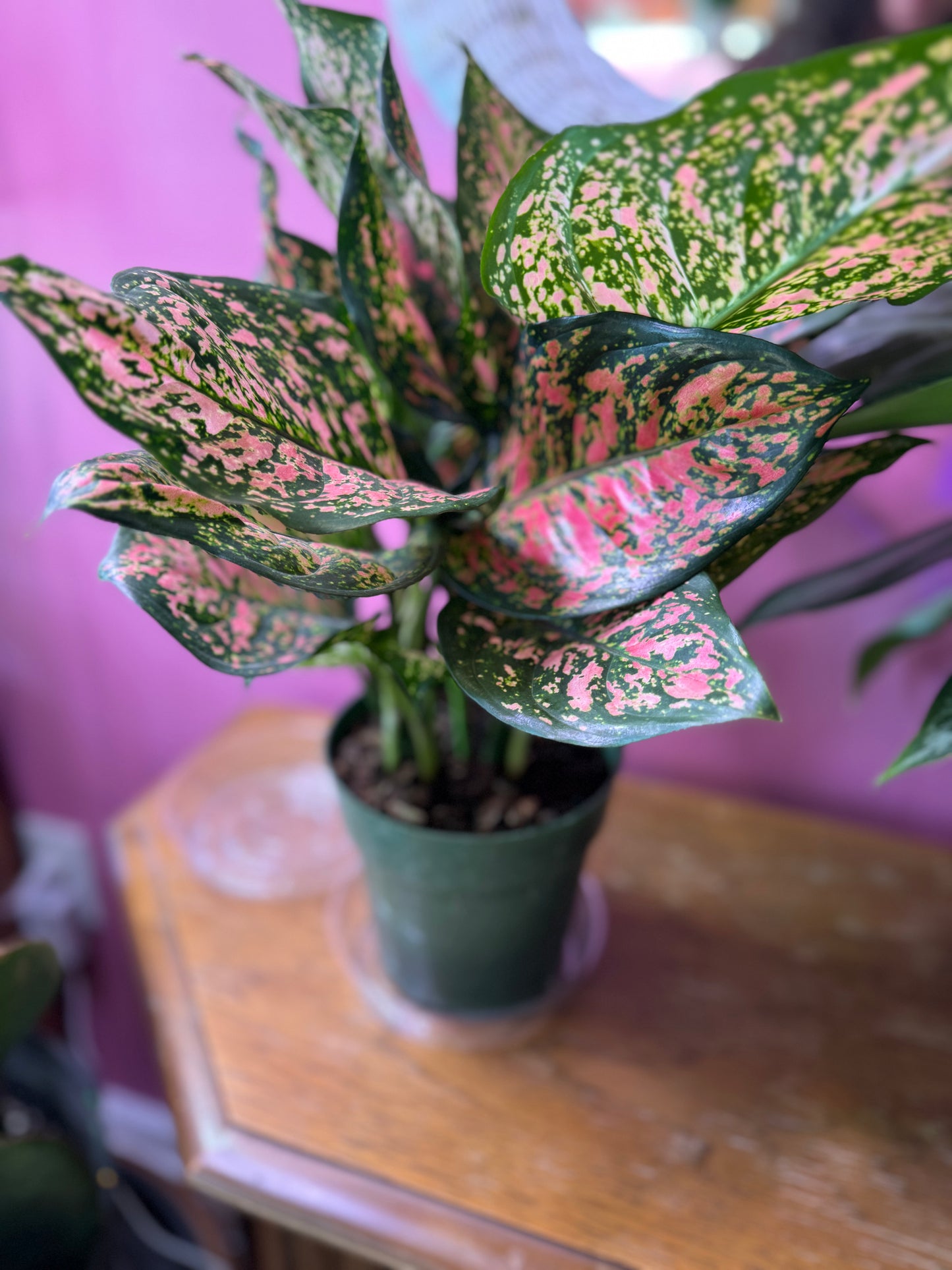 Ruby Ray Aglaonema
