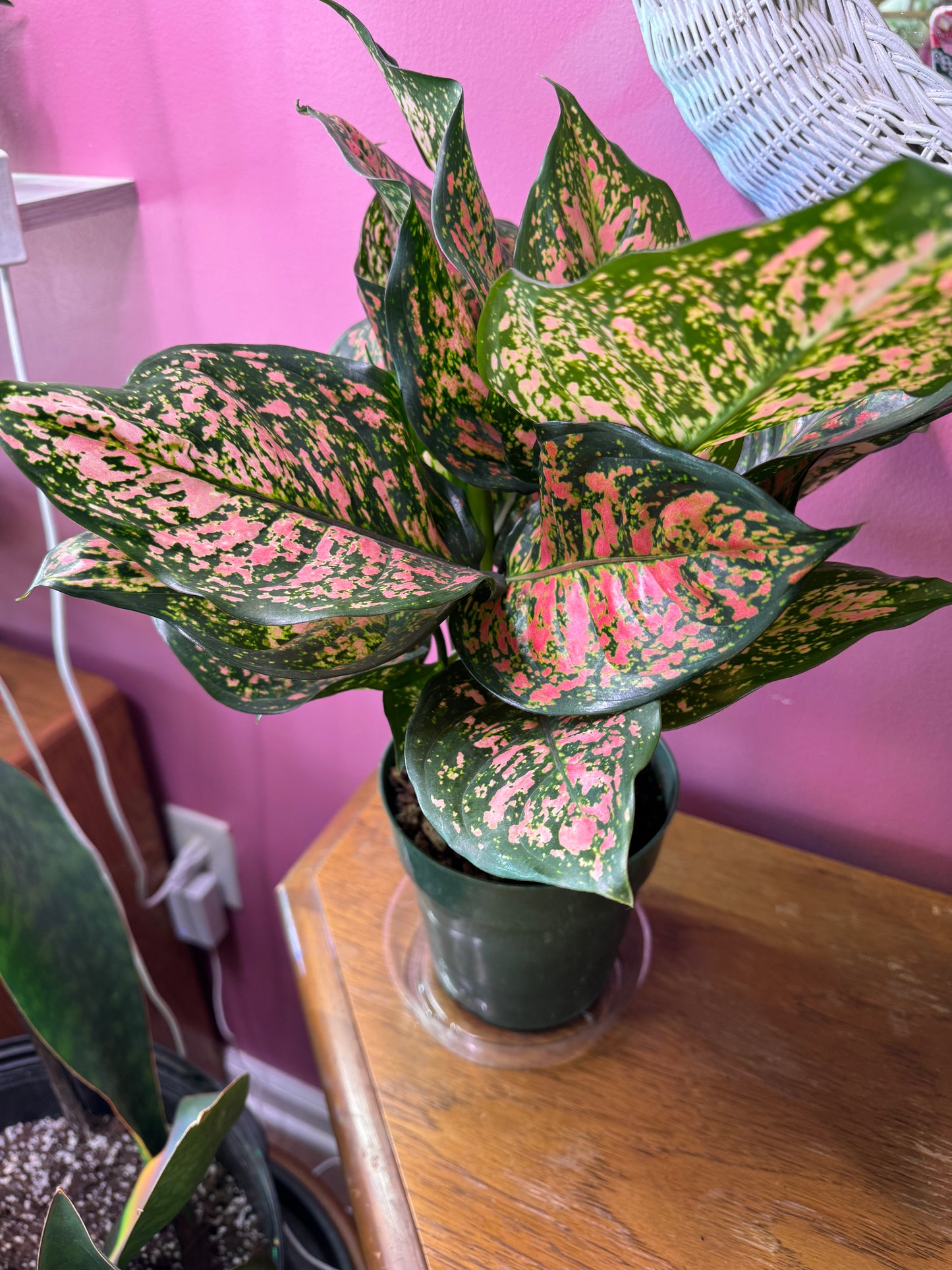Ruby Ray Aglaonema
