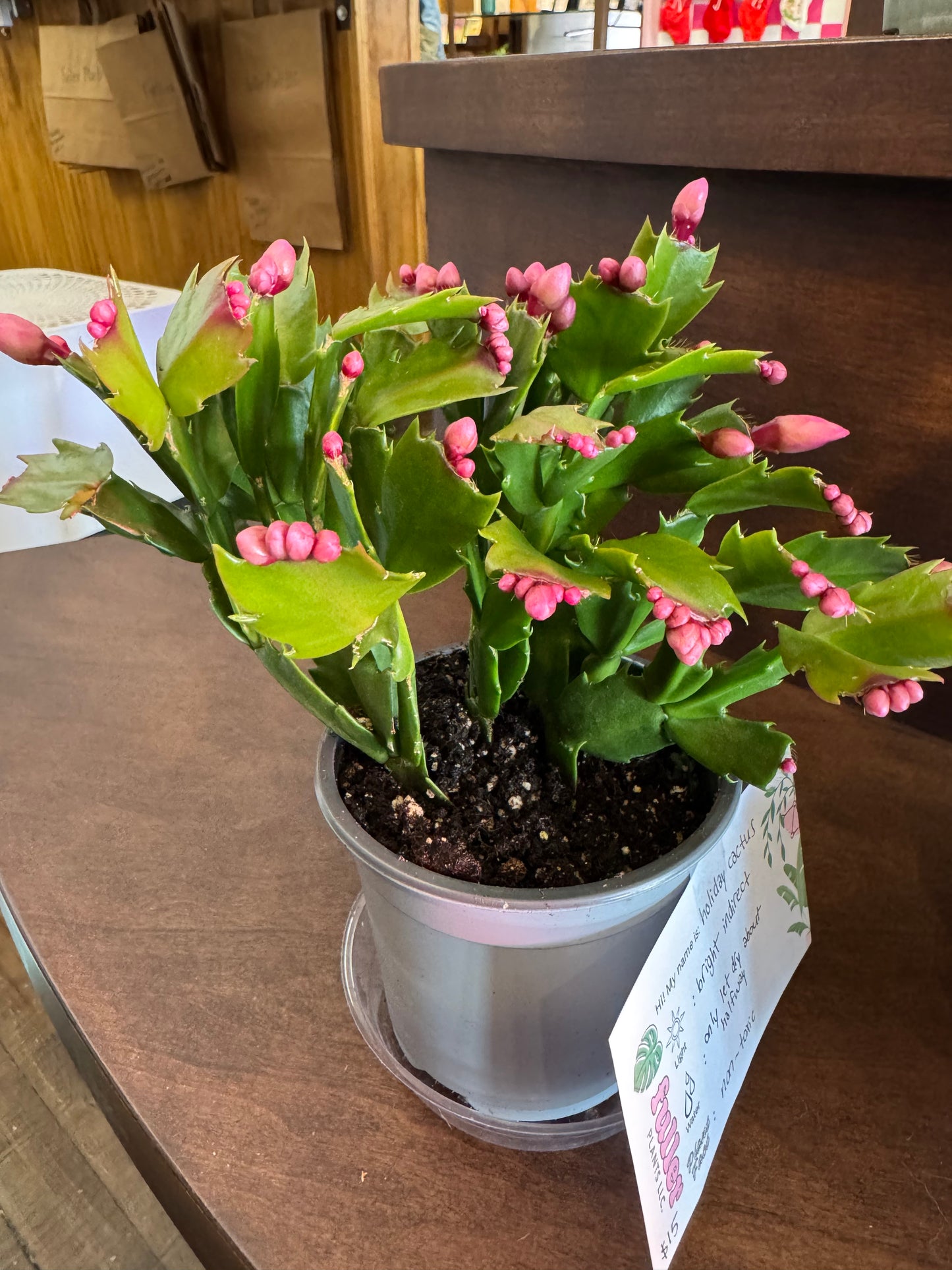 Holiday Cactus