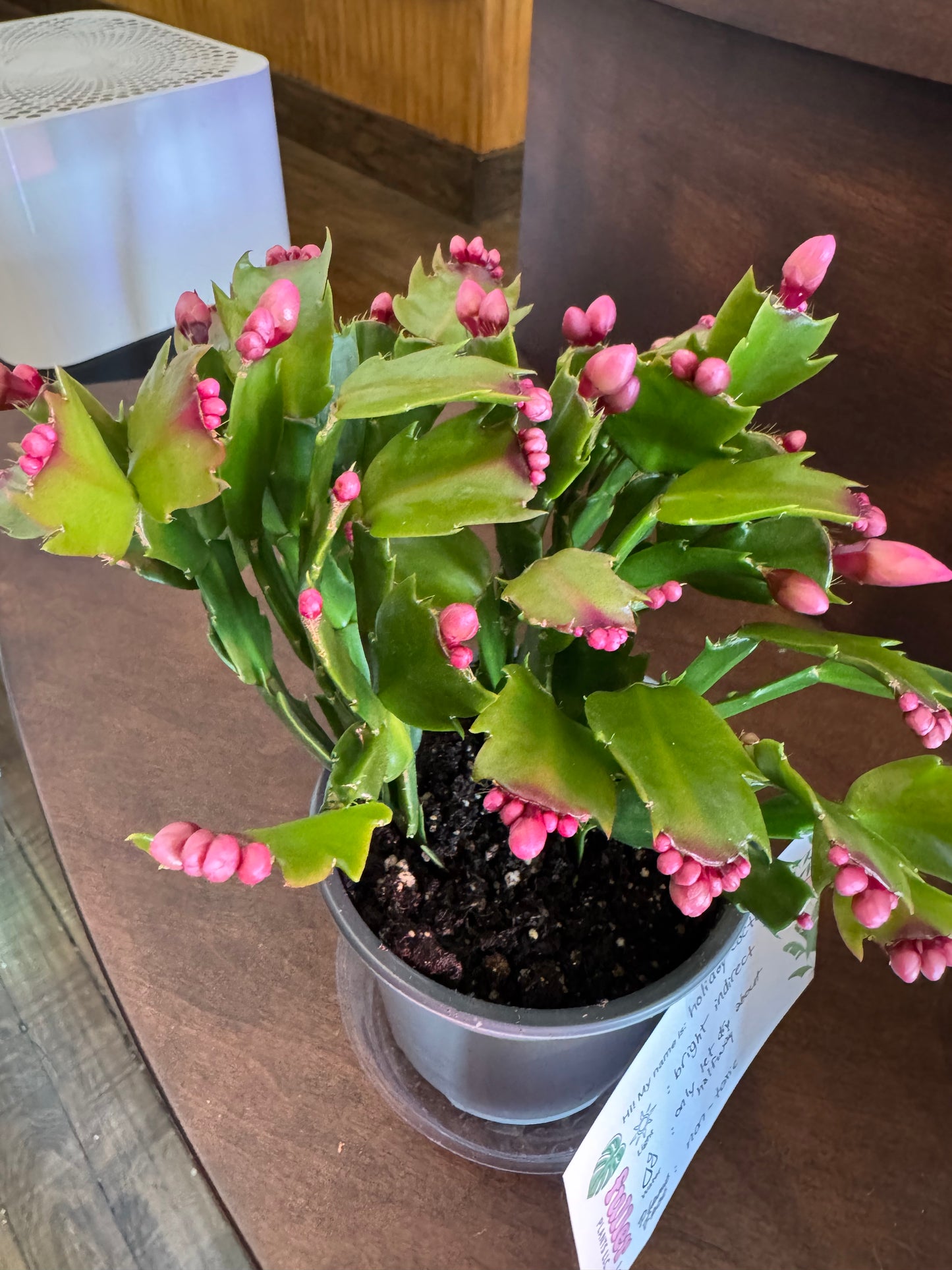Holiday Cactus