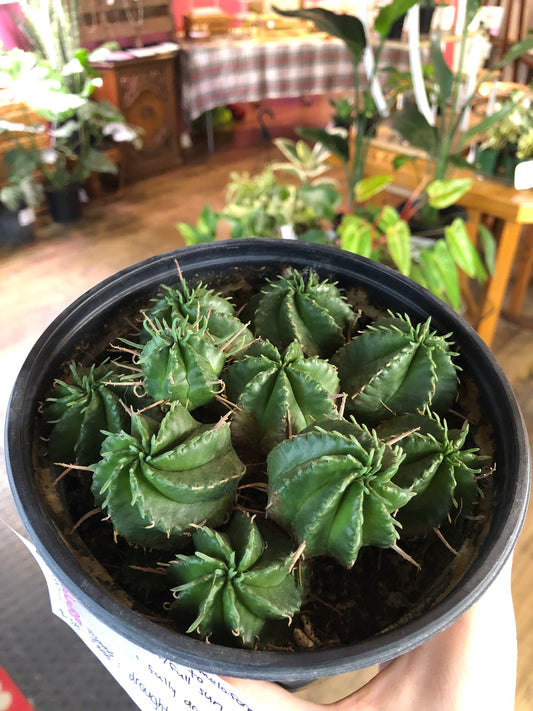 Euphorbia meloformis