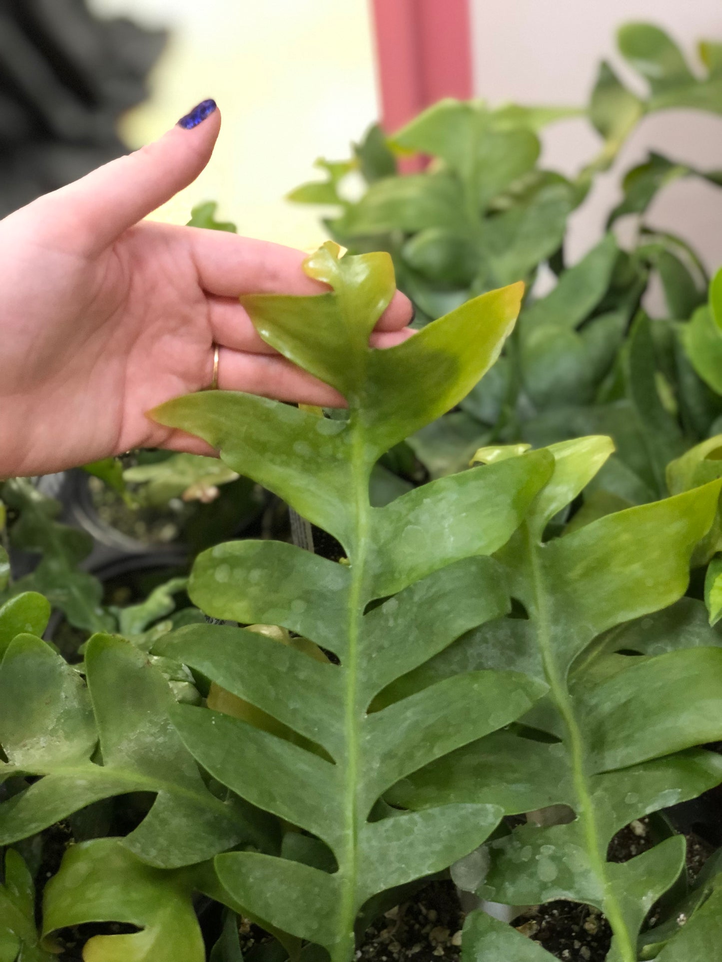 Shark fin cactus