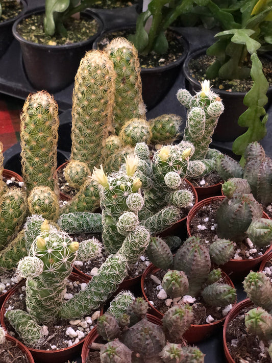 Assorted small cacti