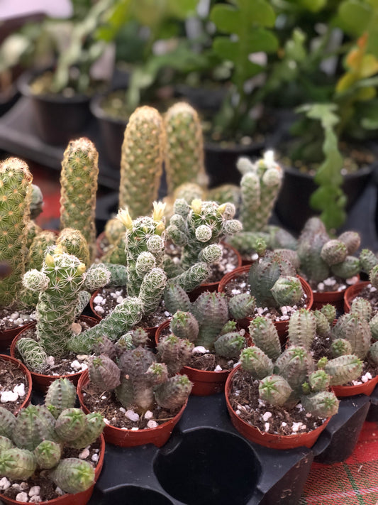 Assorted small cacti