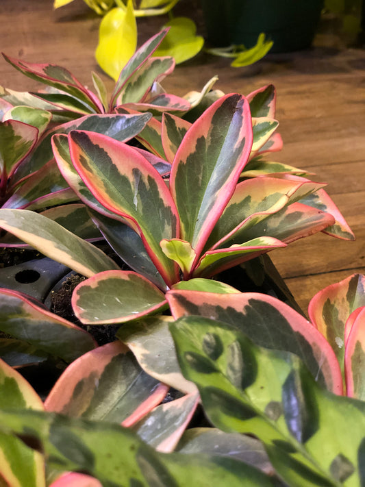 Peperomia Ginny