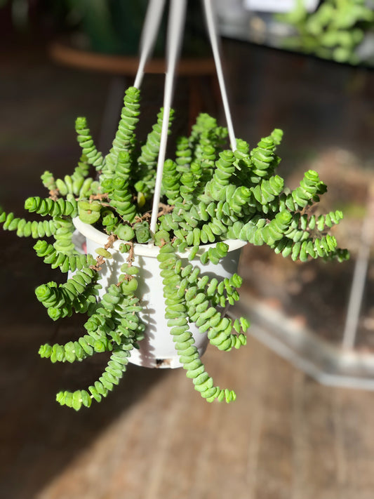 Crassula rupestris “tom thumb”