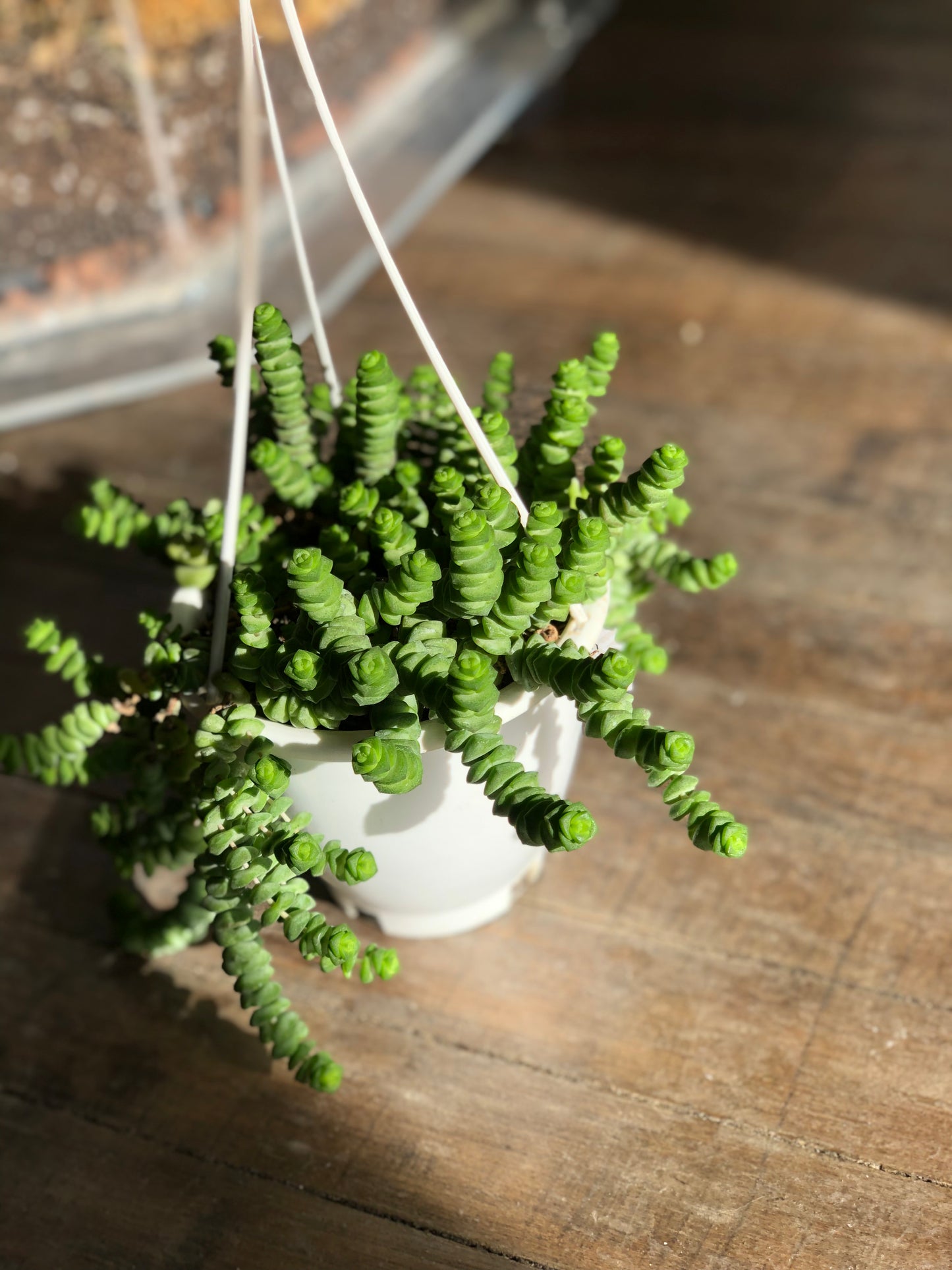 Crassula rupestris “tom thumb”